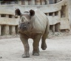 サミア