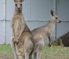 カンガルー