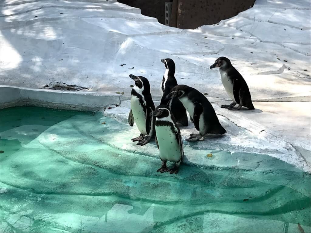 天王寺動物園ペンギン