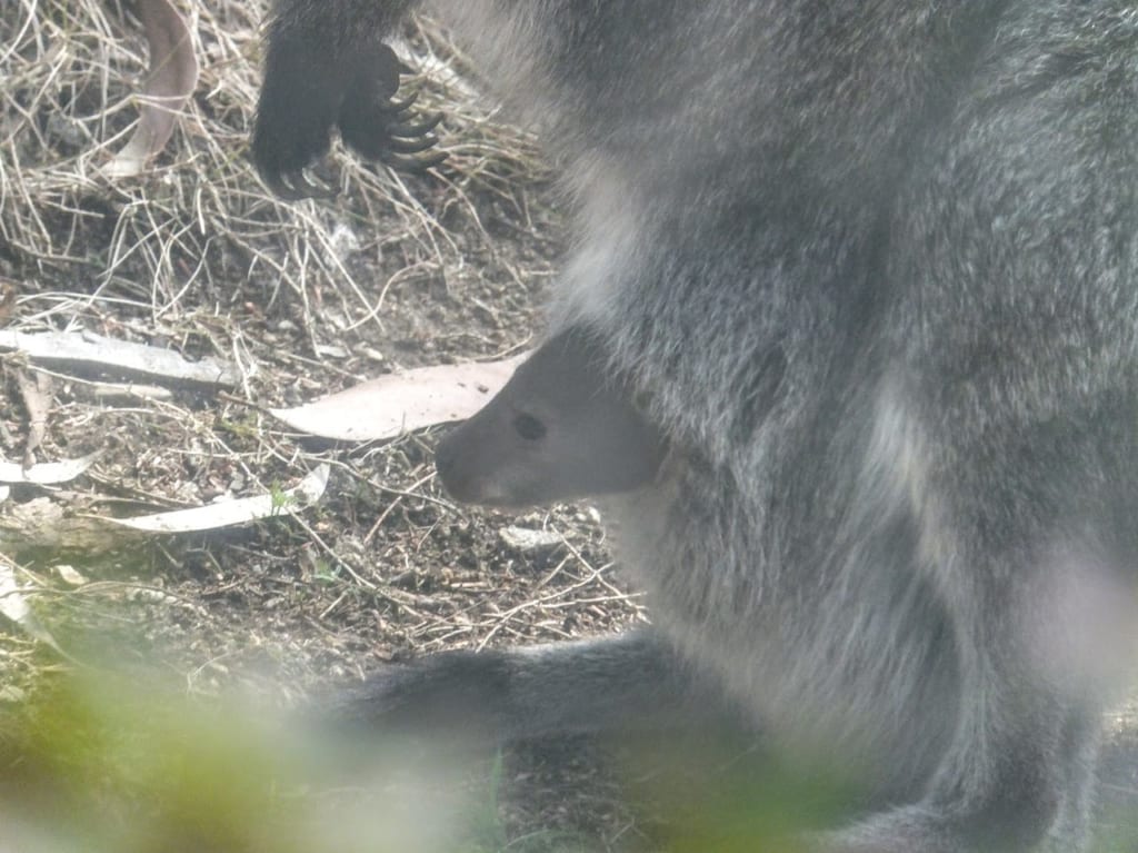 ワラビー赤ちゃん