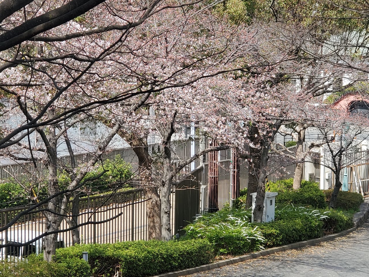 天王寺公園桜