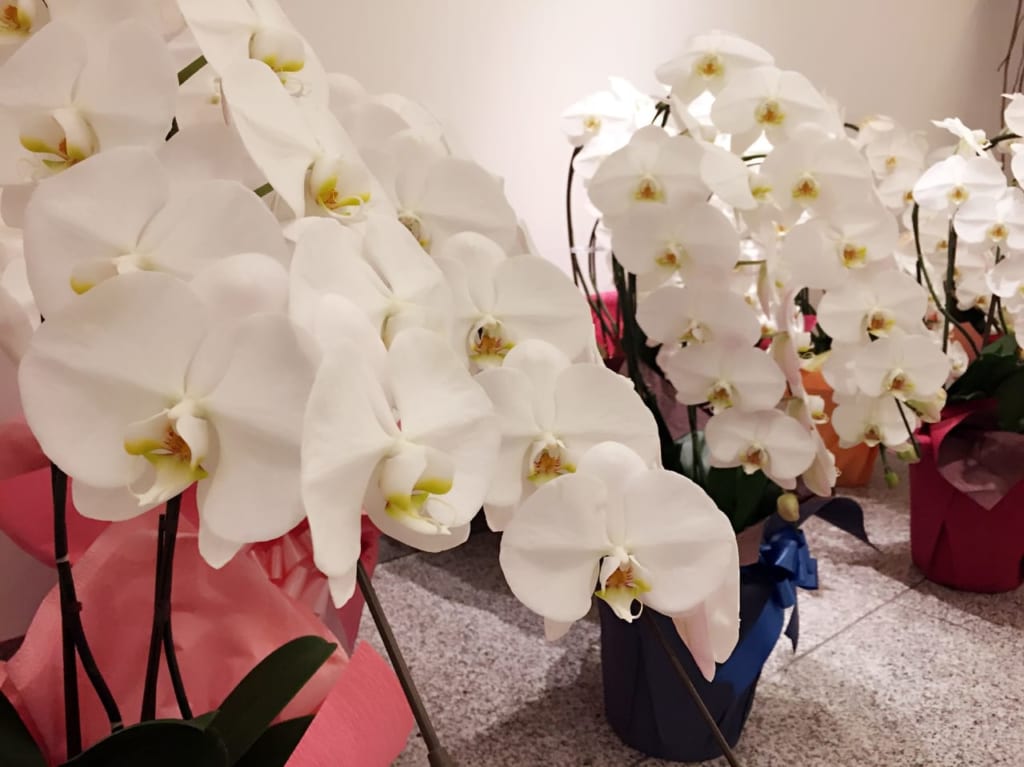 新規開院　イメージ