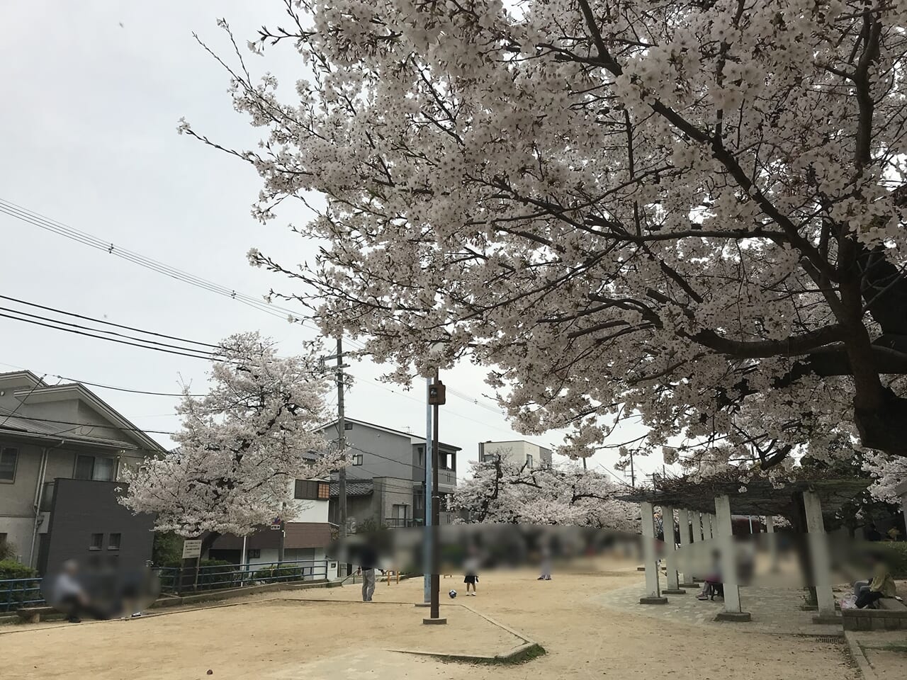 阪南公園の桜