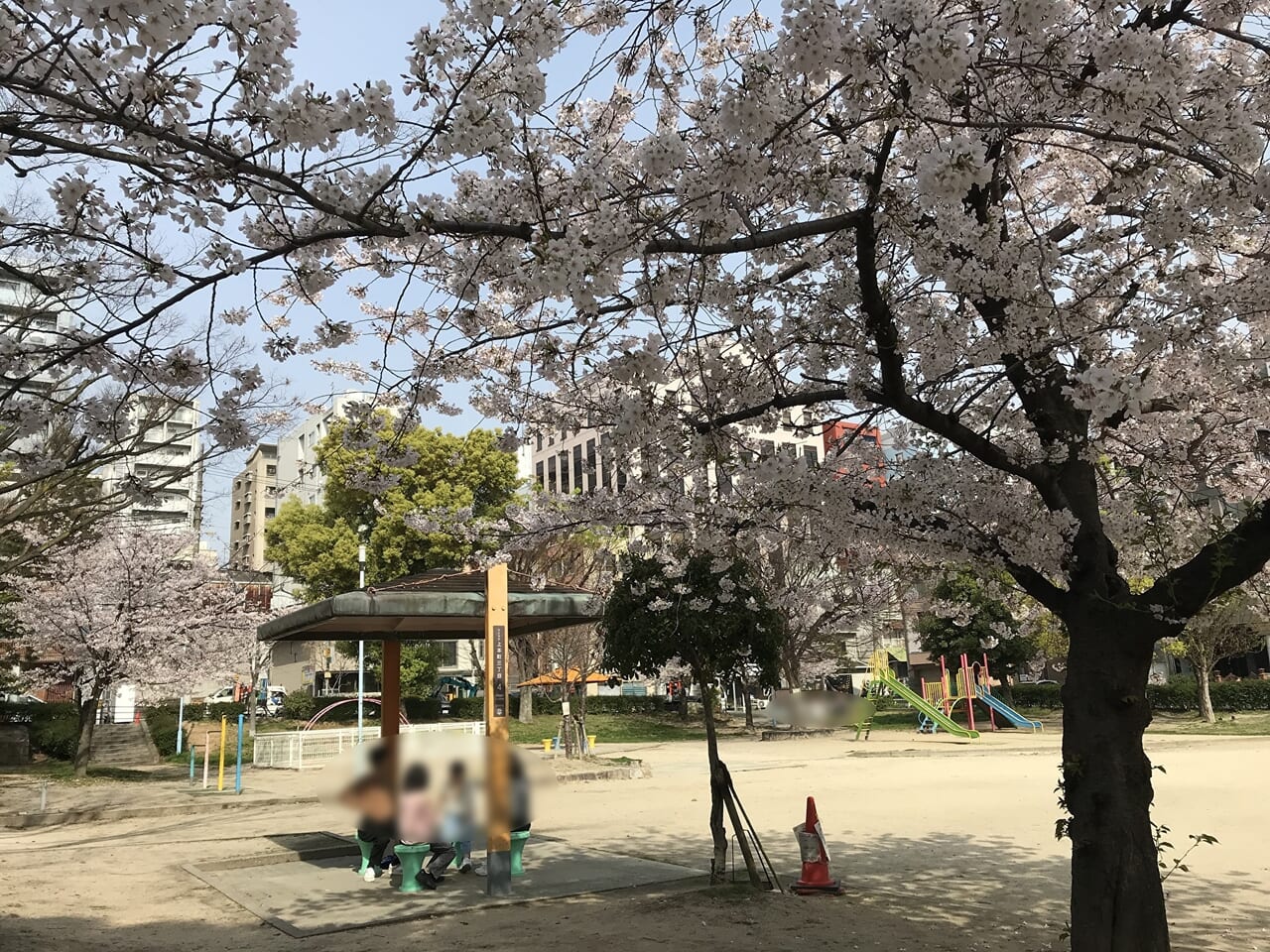空清町公園の桜