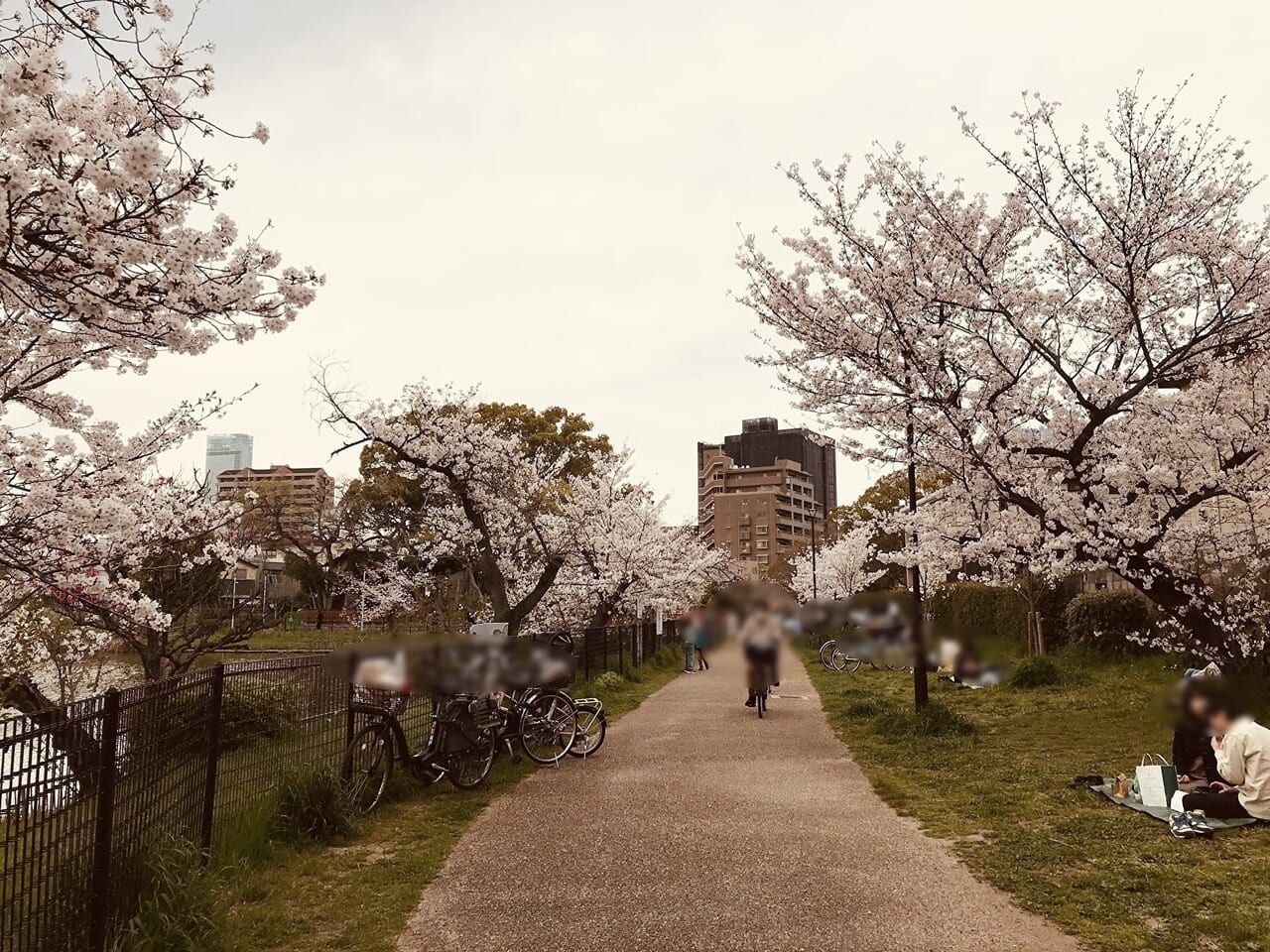 桃ヶ池公園の桜