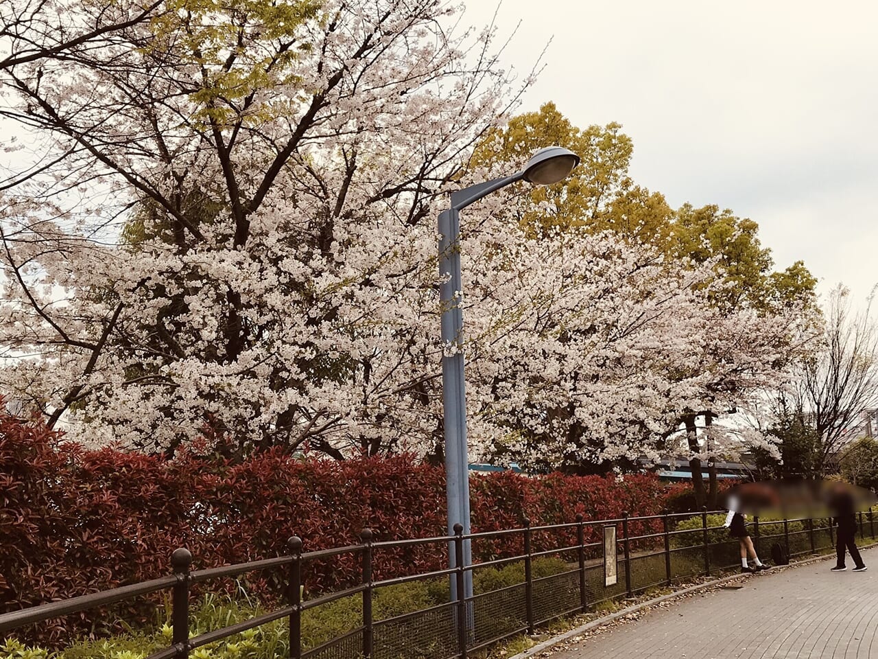 てんしばの桜