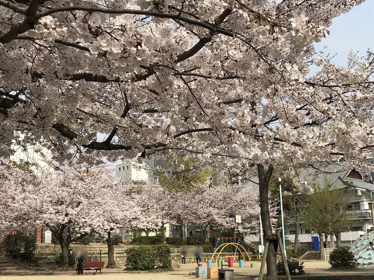 上汐公園の桜