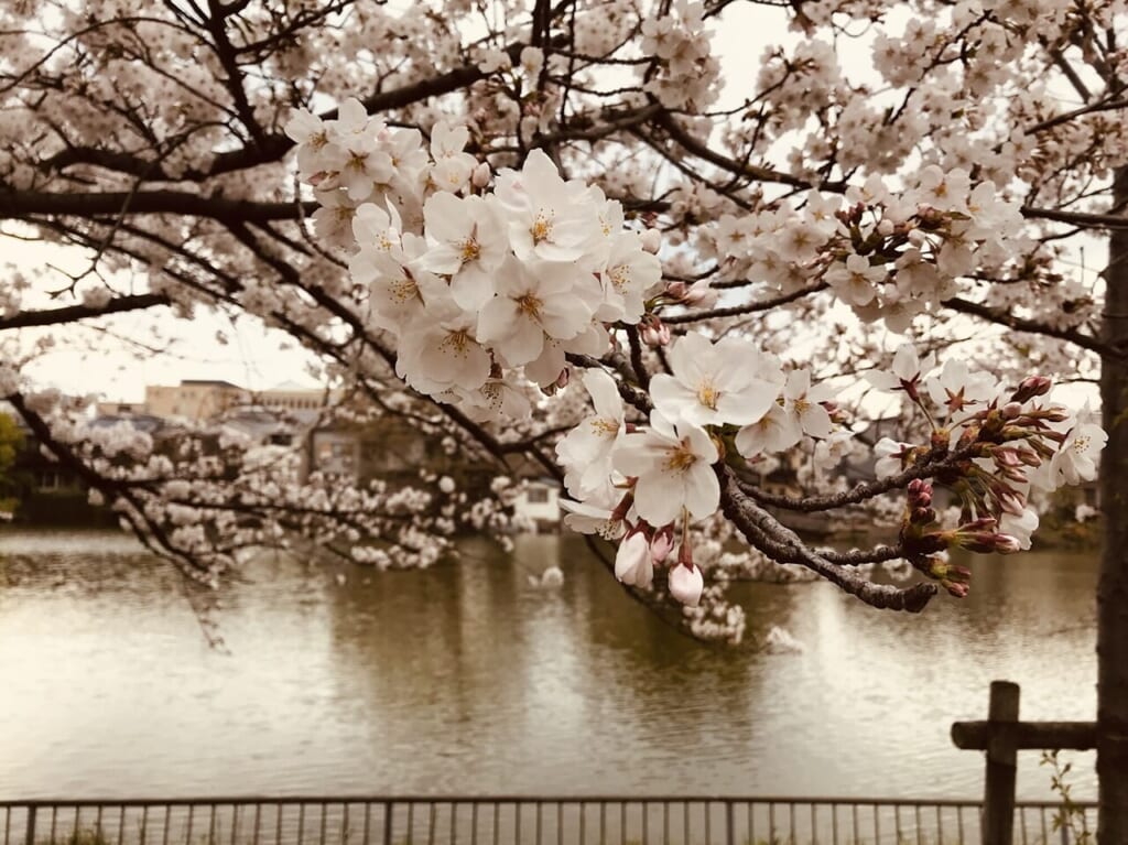 桃ヶ池公園の桜