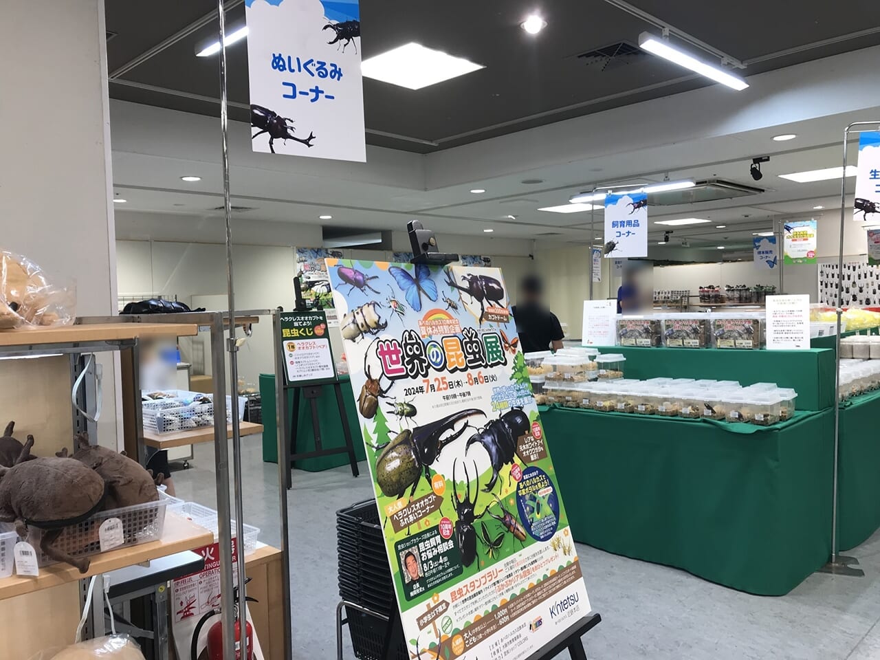 あべのハルカスの世界の昆虫展